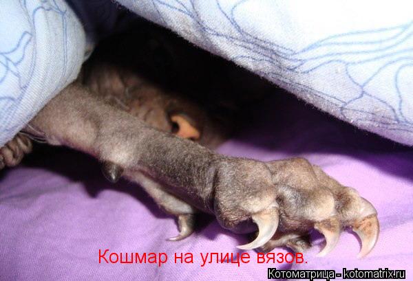Котоматрица: Кошмар на улице вязов.