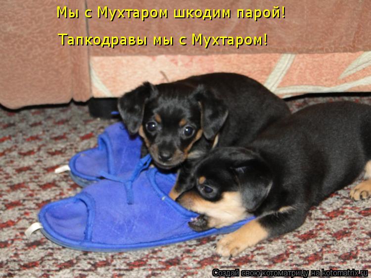 Котоматрица: Мы с Мухтаром шкодим парой! Тапкодравы мы с Мухтаром!