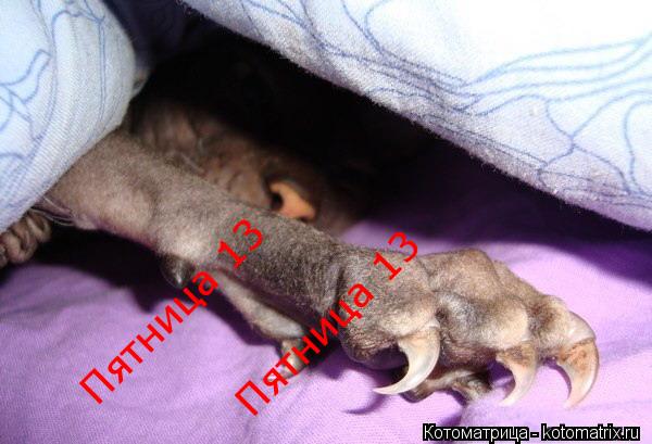 Пятница 13 Пятница 13... Котоматрица: Пятница 13 Пятница 13