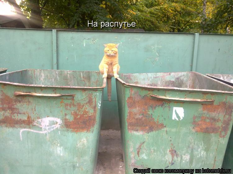 Котоматрица: На распутье