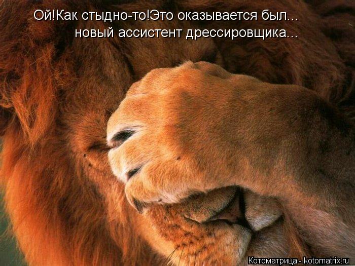 Котоматрица: Ой!Как стыдно-то!Это оказывается был... новый ассистент дрессировщика...