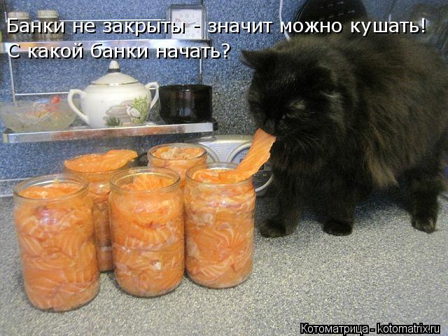 Банки не закрыты - значит можно кушать! С какой банки начать?... Котоматрица: Банки не закрыты - значит можно кушать! С какой банки начать?