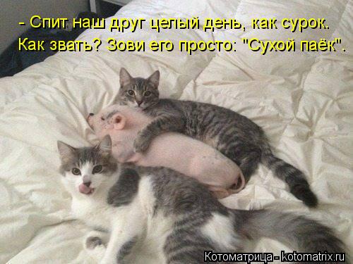 Котоматрица: Как звать? Зови его просто: "Сухой паёк". - Спит наш друг целый день, как сурок.