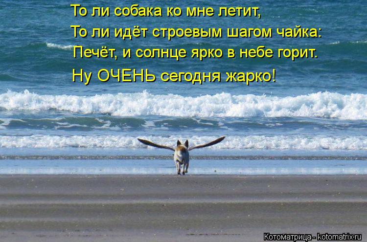 Котоматрица: То ли собака ко мне летит, То ли идёт строевым шагом чайка: Печёт, и солнце ярко в небе горит. Ну ОЧЕНЬ сегодня жарко!