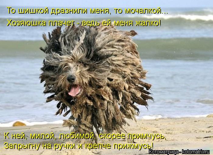 Котоматрица: То шишкой дразнили меня, то мочалкой... Хозяюшка плачет - ведь ей меня жалко! К ней, милой, любимой, скорее примчусь, Запрыгну на ручки и крепче
