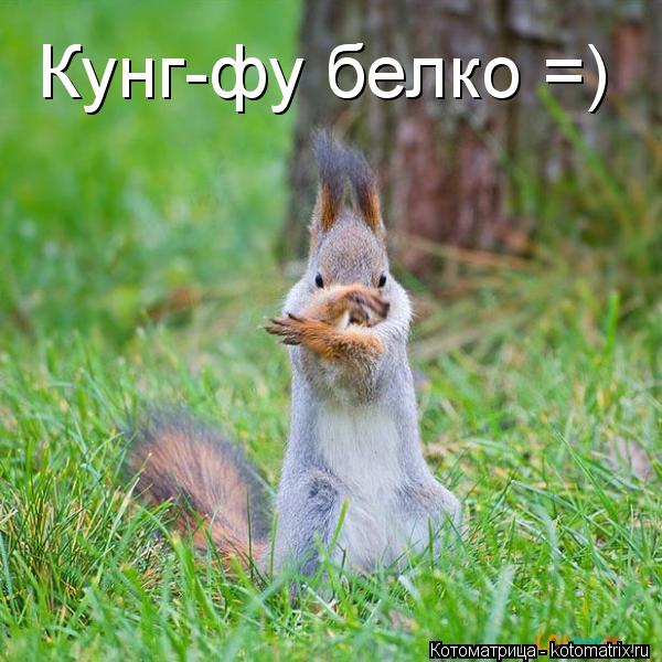 Кунг-фу белко =)... Котоматрица: Кунг-фу белко =)