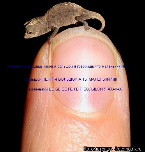 Маленький:Видишь какой я большой я говоришь что маленький!!!!!!!! Большой:НЕТ!!!! Я БОЛЬШОЙ,А ТЫ МАЛЕ... Котоматрица: Маленький:Видишь какой я большой я говоришь что маленький!!!!!!!! Большой:НЕТ!!!! Я БОЛЬШОЙ,А ТЫ МАЛЕНЬКИЙ!!!!!!!!! маленький:БЕ БЕ БЕ ГЕ ГЕ Я БОЛЬШО