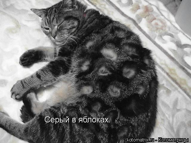 Котоматрица: Серый в яблоках.