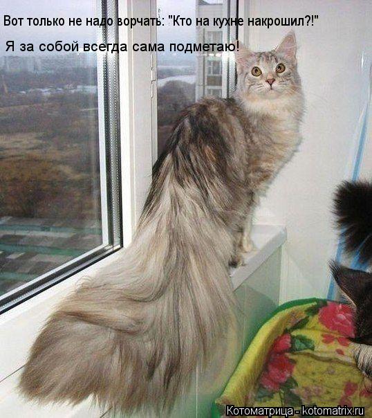 Котоматрица: Вот только не надо ворчать: "Кто на кухне накрошил?!" Я за собой всегда сама подметаю!
