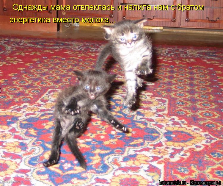 Однажды мама отвлеклась и налила нам с братом энергетика вместо молока...... Котоматрица: Однажды мама отвлеклась и налила нам с братом энергетика вместо молока...