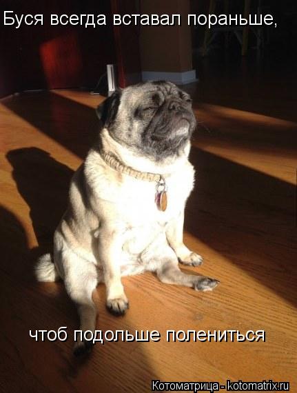 Буся всегда вставал пораньше, чтоб подольше полениться... Котоматрица: Буся всегда вставал пораньше, чтоб подольше полениться
