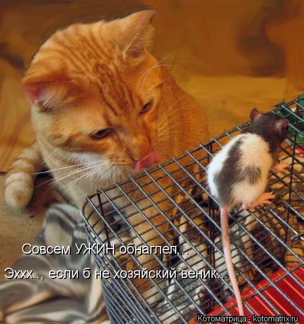 Совсем УЖИН обнаглел... Эххх.., если б не хозяйский веник...... Котоматрица: Совсем УЖИН обнаглел... Эххх.., если б не хозяйский веник...