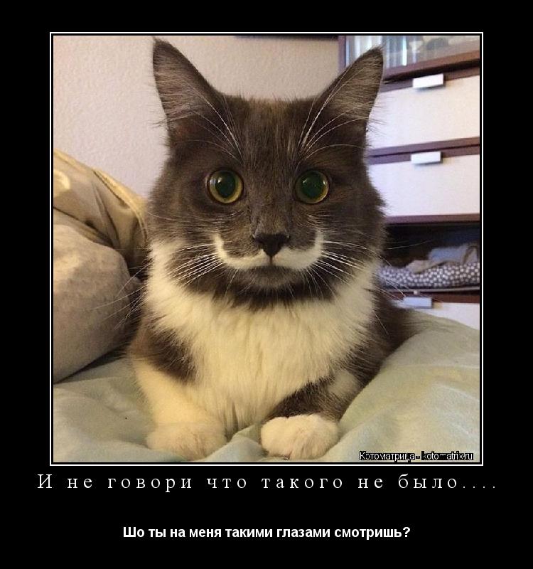 И не говори что такого не было.... Шо ты на меня такими глазами смотришь?... Котоматрица: И не говори что такого не было.... Шо ты на меня такими глазами смотришь?