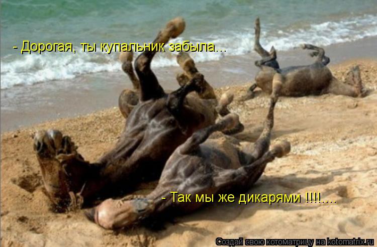 Котоматрица: - Дорогая, ты купальник забыла... - Так мы же дикарями !!!!....