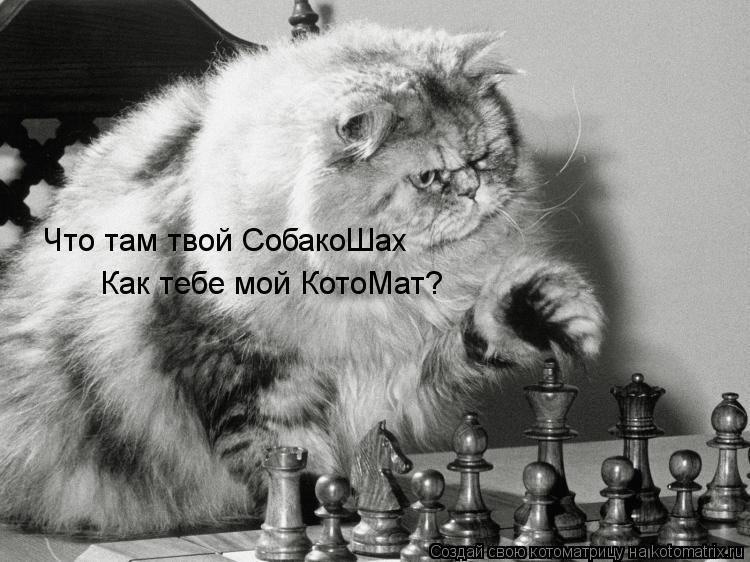 Как тебе мой КотоМат? Что там твой СобакоШах... Котоматрица: Как тебе мой КотоМат? Что там твой СобакоШах