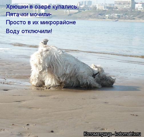 Хрюшки в озере купались, Пятачки мочили- Просто в их микрорайоне Воду отключили!... Котоматрица: Хрюшки в озере купались, Пятачки мочили- Просто в их микрорайоне Воду отключили!