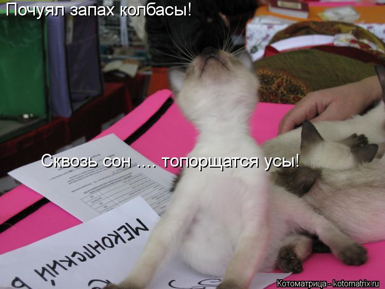 Котоматрица: Почуял запах колбасы! Сквозь сон .... топорщатся усы!