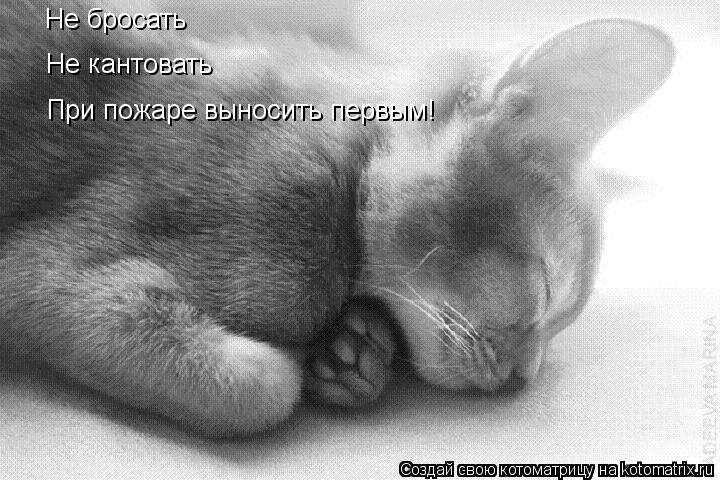 Не бросать Не кантовать При пожаре выносить первым!... Котоматрица: Не бросать Не кантовать При пожаре выносить первым!