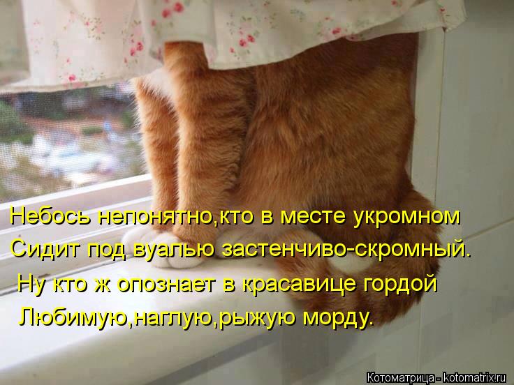 Котоматрица: Небось непонятно,кто в месте укромном Сидит под вуалью застенчиво-скромный. Ну кто ж опознает в красавице гордой Любимую,наглую,рыжую морд