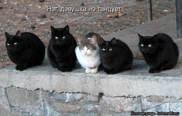 Котоматрица: Нэт, дэвушка нэ танцует...