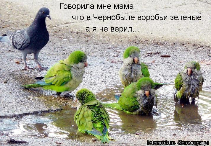 Котоматрица: Говорила мне мама что в Чернобыле воробьи зеленые а я не верил...