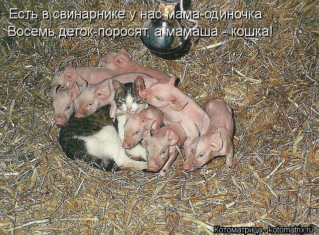 Есть в свинарнике у нас мама-одиночка Восемь деток-поросят, а мамаша - кошка!... Котоматрица: Есть в свинарнике у нас мама-одиночка Восемь деток-поросят, а мамаша - кошка!