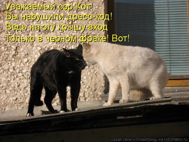 Котоматрица: Уважаемый сэр Кот! Вы нарушили дресс-код! Ведь на эту крышу вход Только в черном фраке! Вот!