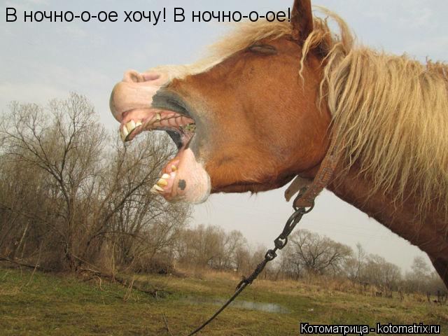 В ночно-о-ое хочу! В ночно-о-ое!... Котоматрица: В ночно-о-ое хочу! В ночно-о-ое!