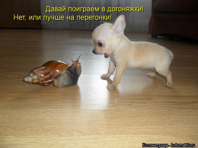 Давай поиграем в догоняжки! Нет, или лучше на перегонки!... Котоматрица: Давай поиграем в догоняжки! Нет, или лучше на перегонки!