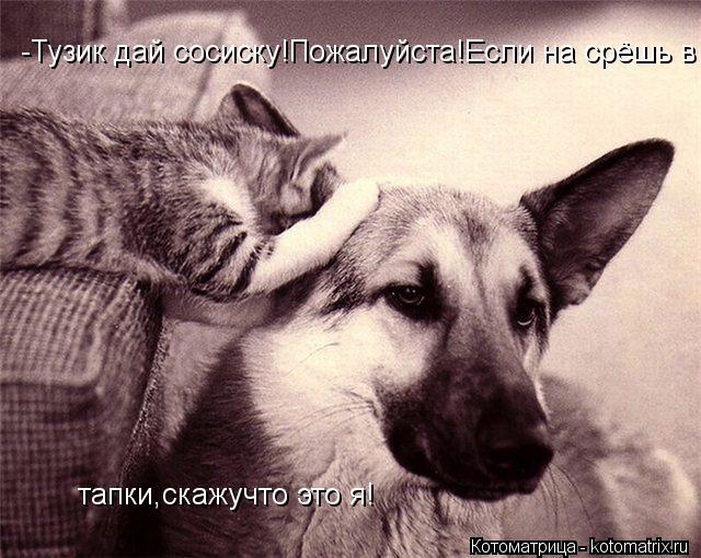 тапки,скажучто это я! -Тузик дай сосиску!Пожалуйста!Если на срёшь в... Котоматрица: тапки,скажучто это я! -Тузик дай сосиску!Пожалуйста!Если на срёшь в
