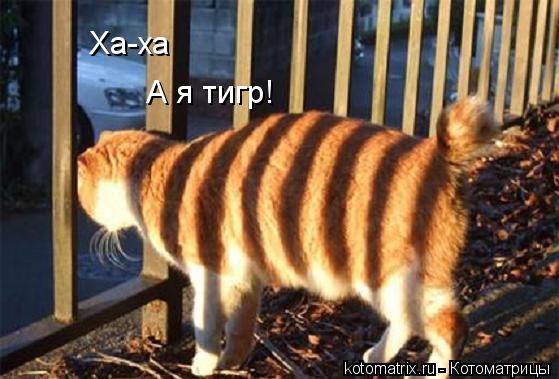 Котоматрица: Ха-ха А я тигр!