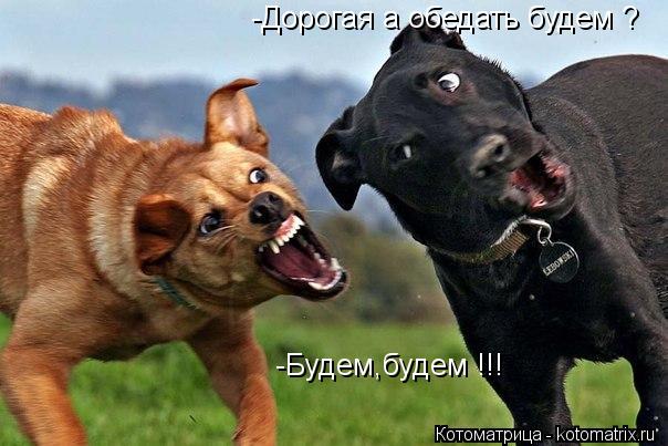 -Дорогая а обедать будем ? -Будем,будем !!!... Котоматрица: -Дорогая а обедать будем ? -Будем,будем !!!