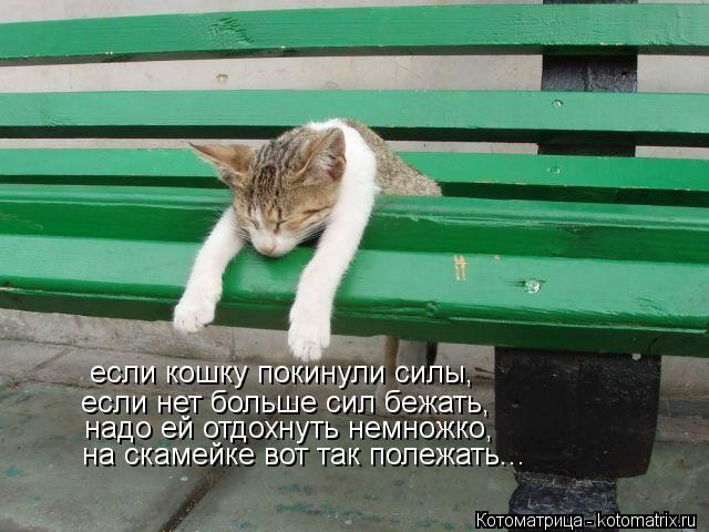 если кошку покинули силы, если нет больше сил бежать, надо ей отдохнуть немножко, на скамейке вот так... Котоматрица: если кошку покинули силы, если нет больше сил бежать, надо ей отдохнуть немножко, на скамейке вот так полежать...