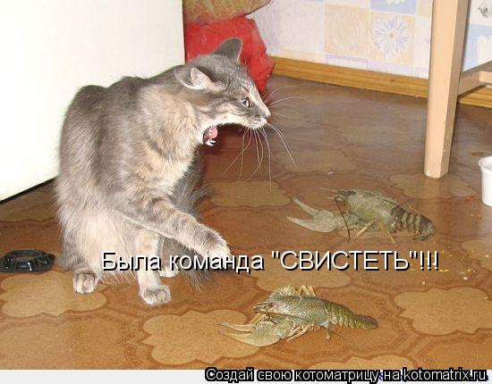 Котоматрица: Была команда "СВИСТЕТЬ"!!!