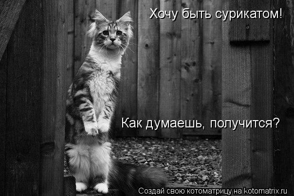 Хочу быть сурикатом! Как думаешь, получится?... Котоматрица: Хочу быть сурикатом! Как думаешь, получится?