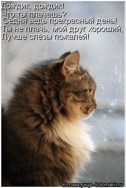 Дождик, дождик! Что ты плачешь? Сёдня ведь прекрасный день! Ты не плачь, мой друг хороший, Лучше слё... Котоматрица: Дождик, дождик! Что ты плачешь? Сёдня ведь прекрасный день! Ты не плачь, мой друг хороший, Лучше слёзы пожалей!