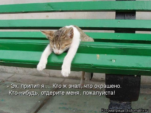 - Эх, прилип я.... Кто ж знал, что окрашено. Кто-нибудь, отдерите меня, пожалуйста!... Котоматрица: - Эх, прилип я.... Кто ж знал, что окрашено. Кто-нибудь, отдерите меня, пожалуйста!