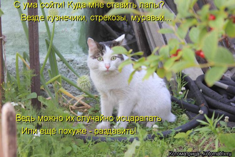 С ума сойти! Куда мне ставить лапы? Везде кузнечики, стрекозы, муравьи... Ведь можно их случайно исца... Котоматрица: С ума сойти! Куда мне ставить лапы? Везде кузнечики, стрекозы, муравьи... Ведь можно их случайно исцарапать Или ещё похуже - раздавить!