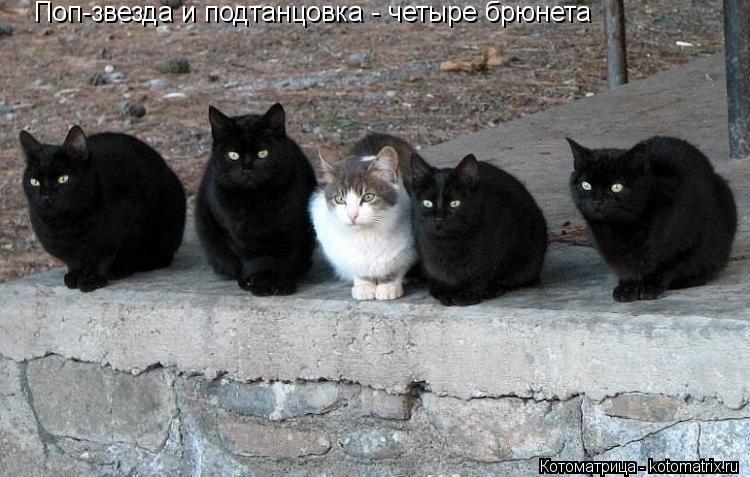 Котоматрица: Поп-звезда и подтанцовка - четыре брюнета