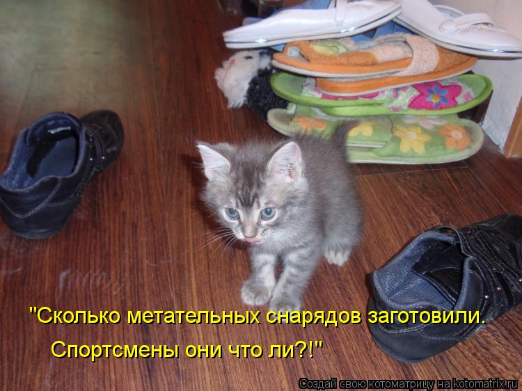 "Сколько метательных снарядов заготовили. Спортсмены они что ли?!"... Котоматрица: "Сколько метательных снарядов заготовили. Спортсмены они что ли?!"
