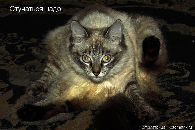 Котоматрица: Стучаться надо!