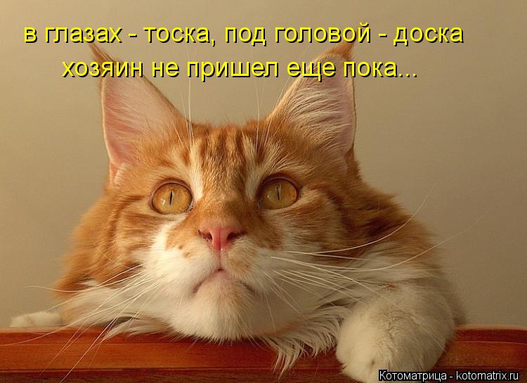 в глазах - тоска, под головой - доска хозяин не пришел еще пока...... Котоматрица: в глазах - тоска, под головой - доска хозяин не пришел еще пока...