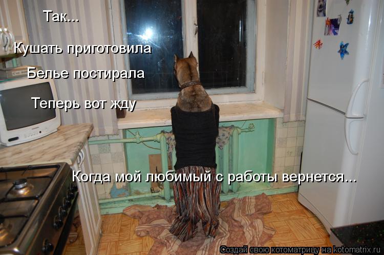 Котоматрица: Так... Кушать приготовила Белье постирала Теперь вот жду Когда мой любимый с работы вернется...