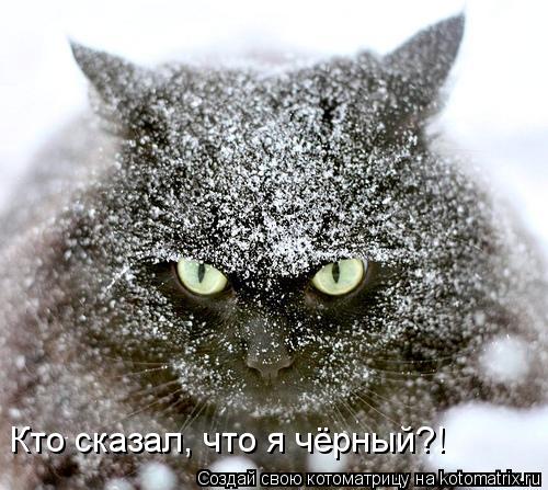Кто сказал, что я чёрный?!... Котоматрица: Кто сказал, что я чёрный?!