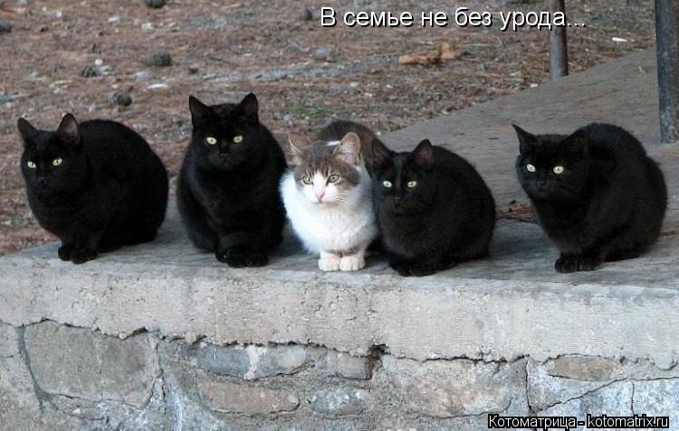 Котоматрица: В семье не без урода...