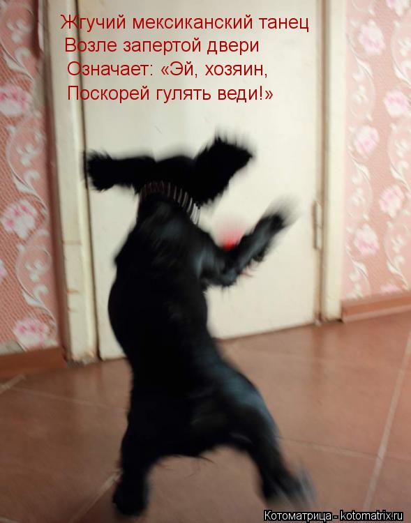 Жгучий мексиканский танец Возле запертой двери Означает: «Эй, хозяин, Поскорей гулять веди!»... Котоматрица: Жгучий мексиканский танец Возле запертой двери Означает: «Эй, хозяин, Поскорей гулять веди!»