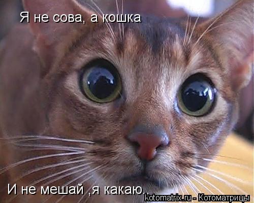 Я не сова, а кошка И не мешай ,я какаю..... Котоматрица: Я не сова, а кошка И не мешай ,я какаю..