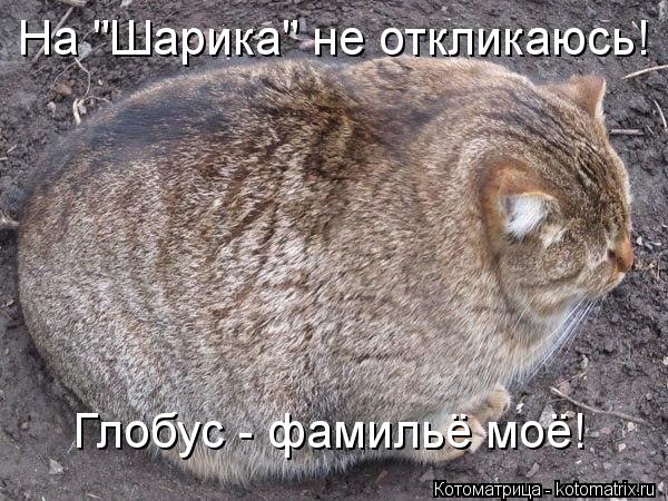 На "Шарика" не откликаюсь! Глобус - фамильё моё!... Котоматрица: На "Шарика" не откликаюсь! Глобус - фамильё моё!