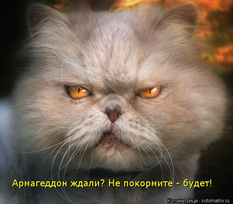 Армагеддон ждали? Не покормите - будет!... Котоматрица: Армагеддон ждали? Не покормите - будет!