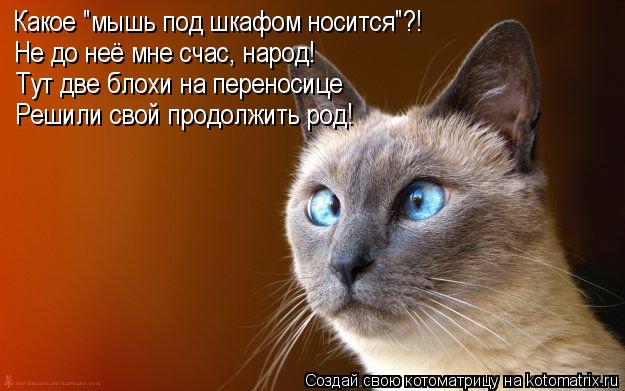 Котоматрица: Какое "мышь под шкафом носится"?! Не до неё мне счас, народ!  Тут две блохи на переносице Решили свой продолжить род!